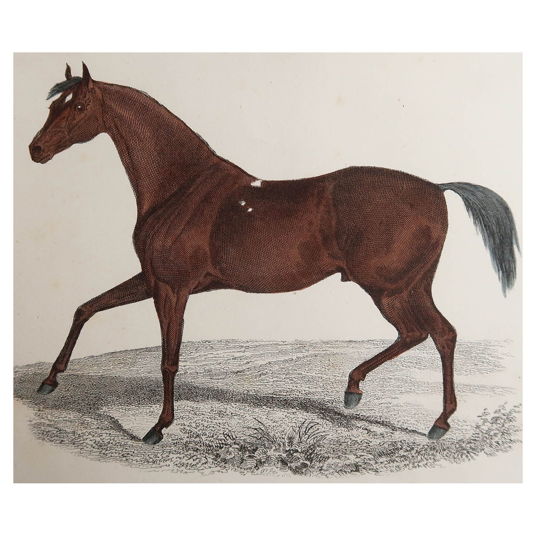 Antique Horse Print of 'Ladas' a British Thoroughbred Racehorse '1894
