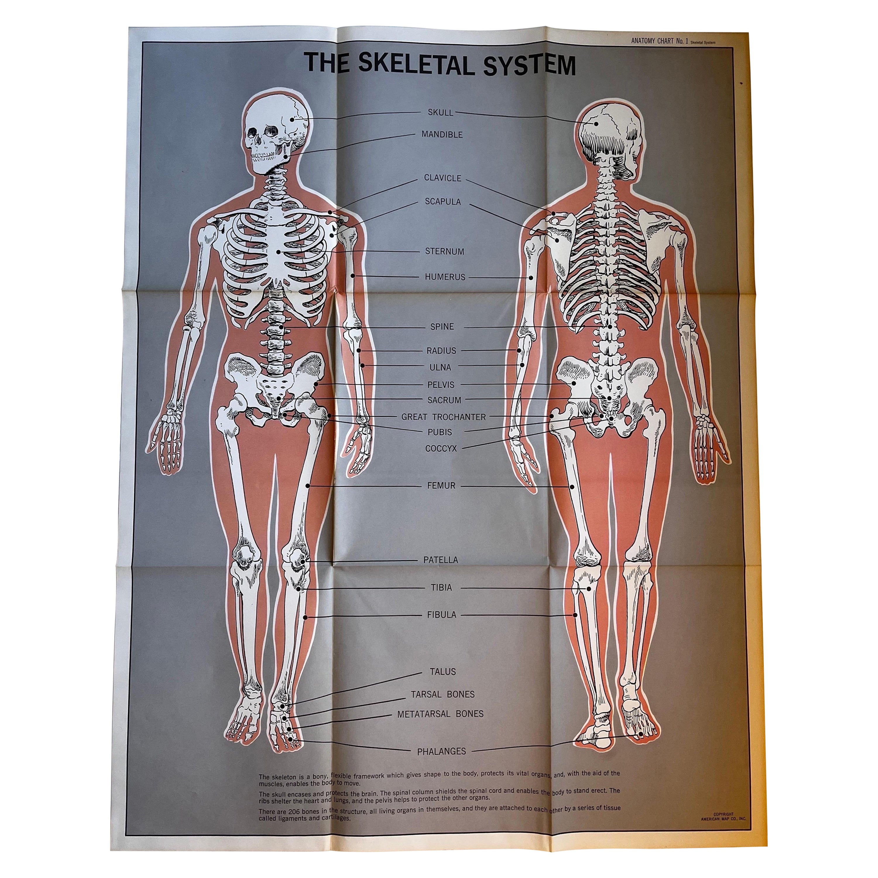 Skeletal System Poster by American Map Co.  For Sale