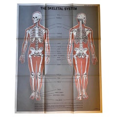 Skeletal System Poster by American Map Co. 
