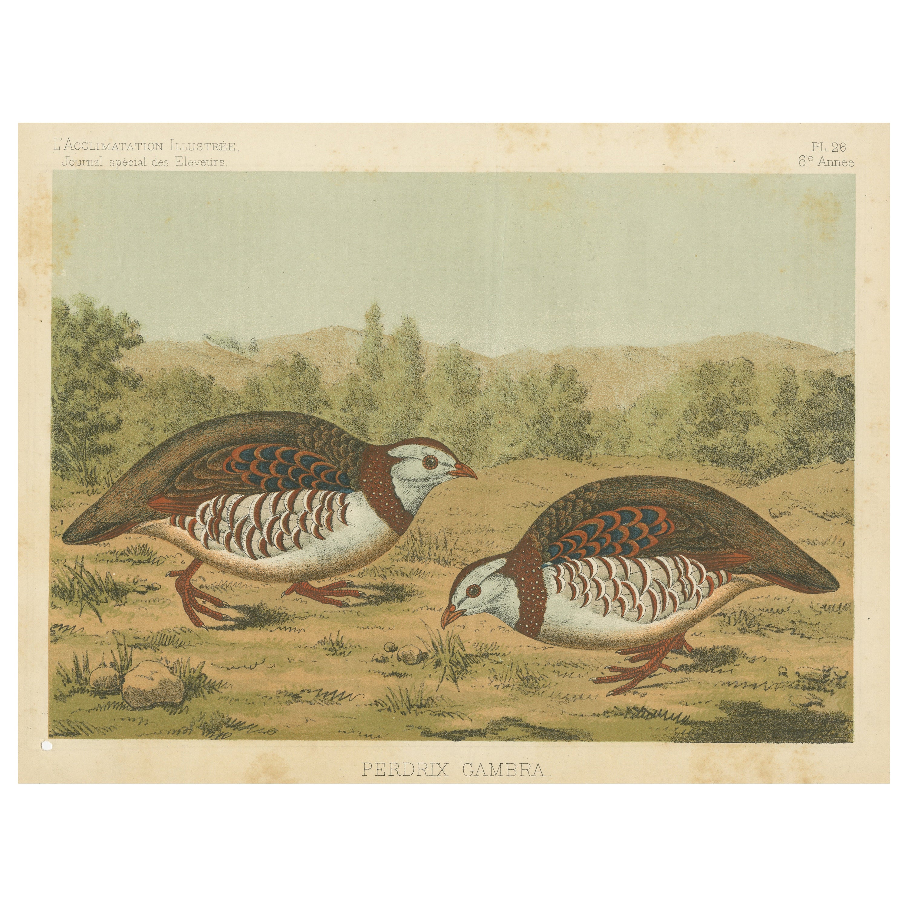 Original Old Bird Print of a Barbary Partridge