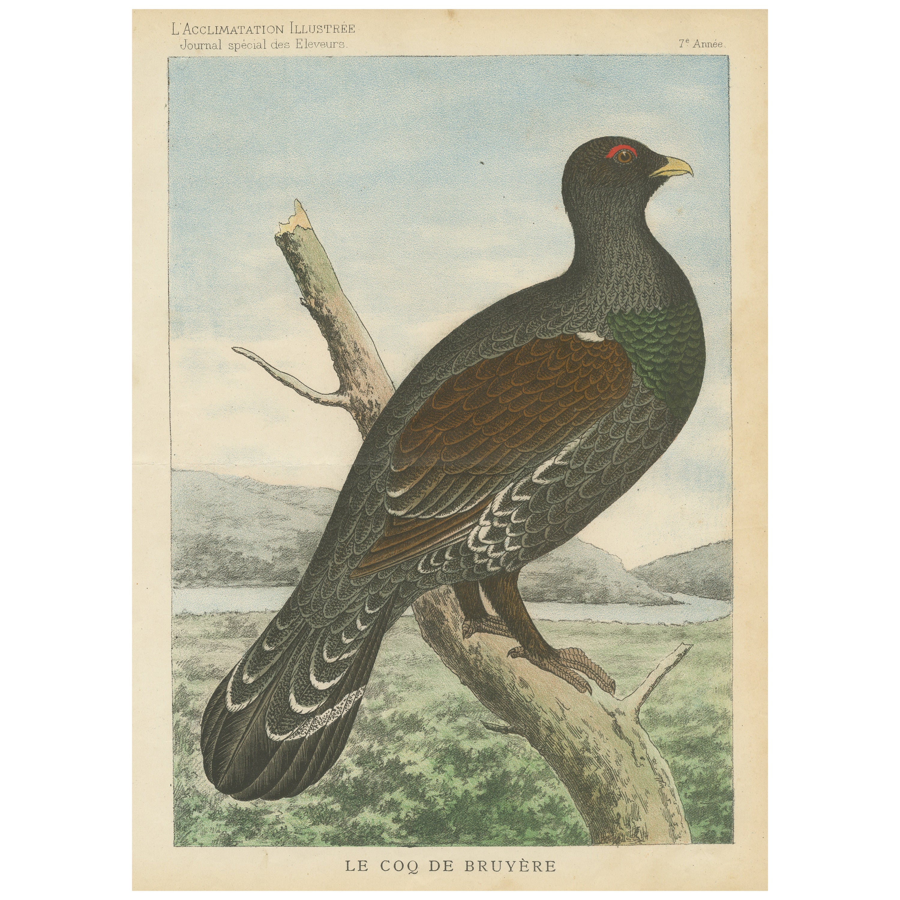 Old Bird Print of a Black Grouse For Sale