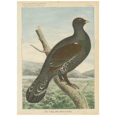 Ancienne gravure d'oiseau d'un tétras lyre
