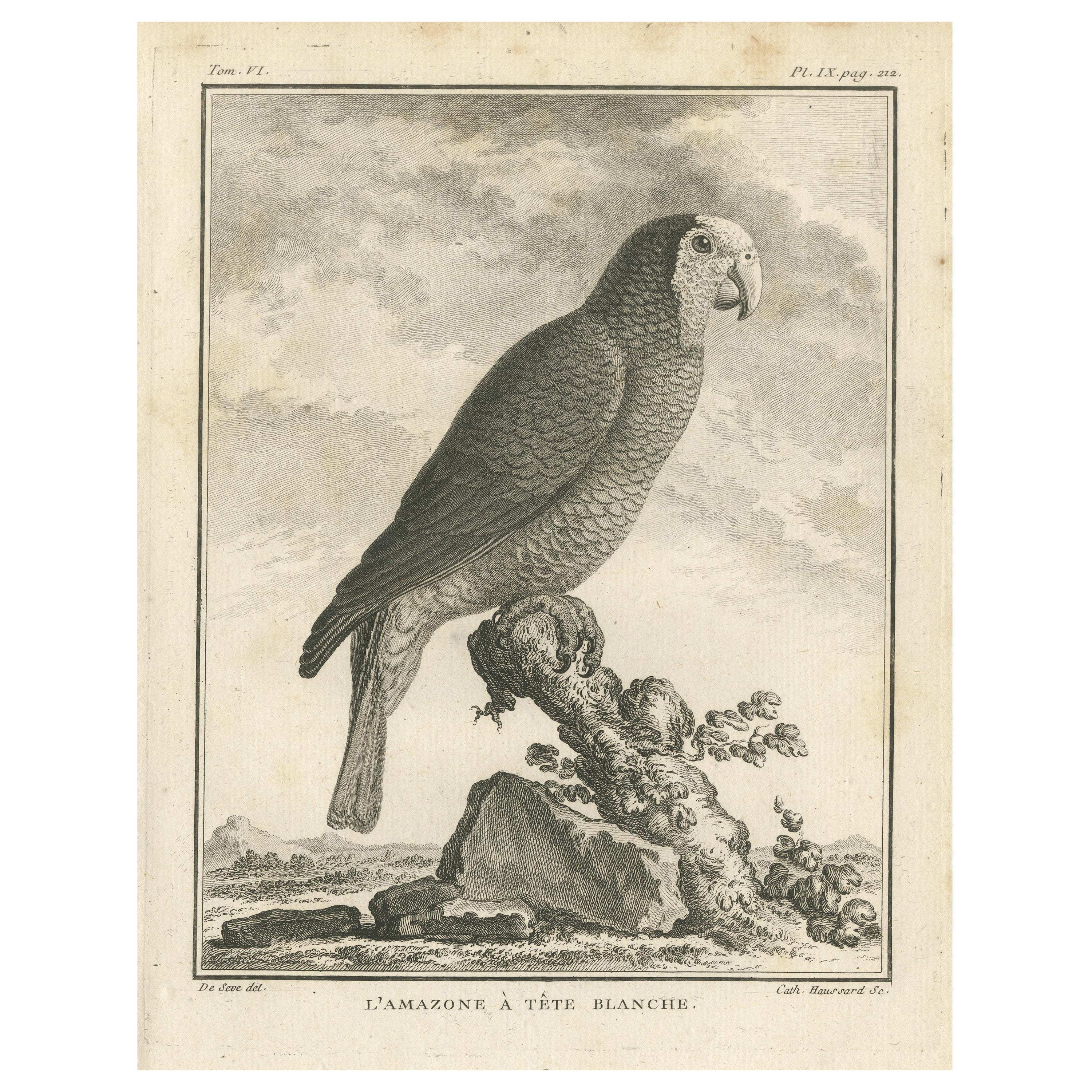 Antique Bird Engraving of a White-Crowned Amazon