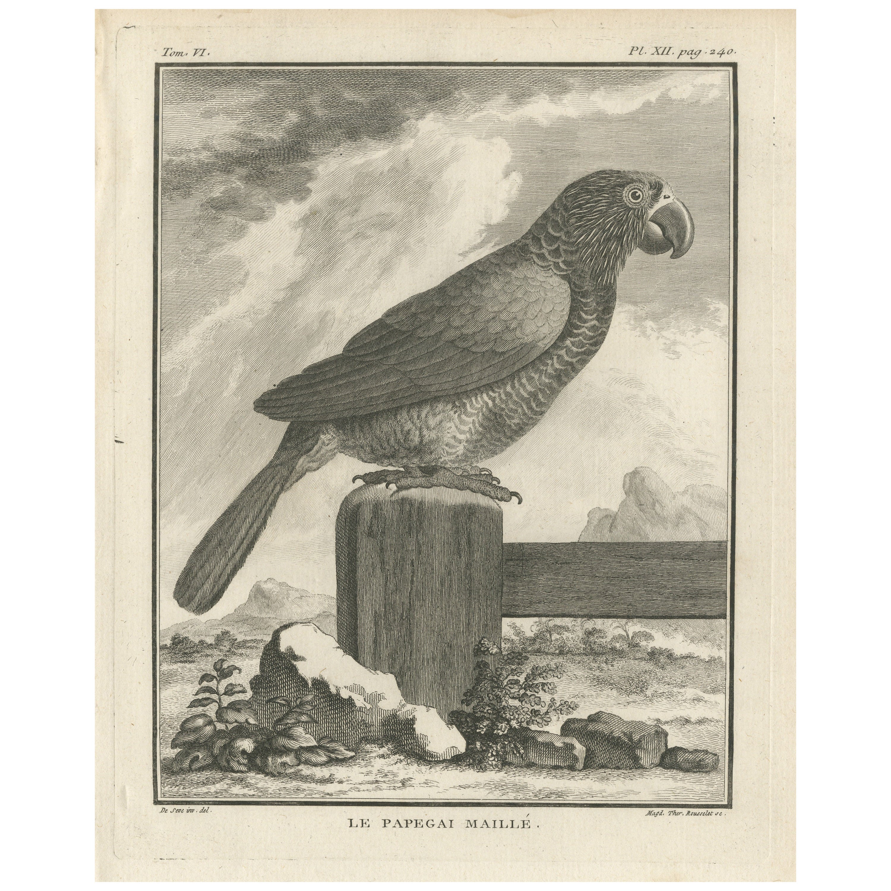 Gravure d'oiseau antique originale d'un perroquet grillé en vente
