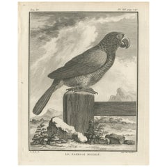 Gravure d'oiseau antique originale d'un perroquet grillé