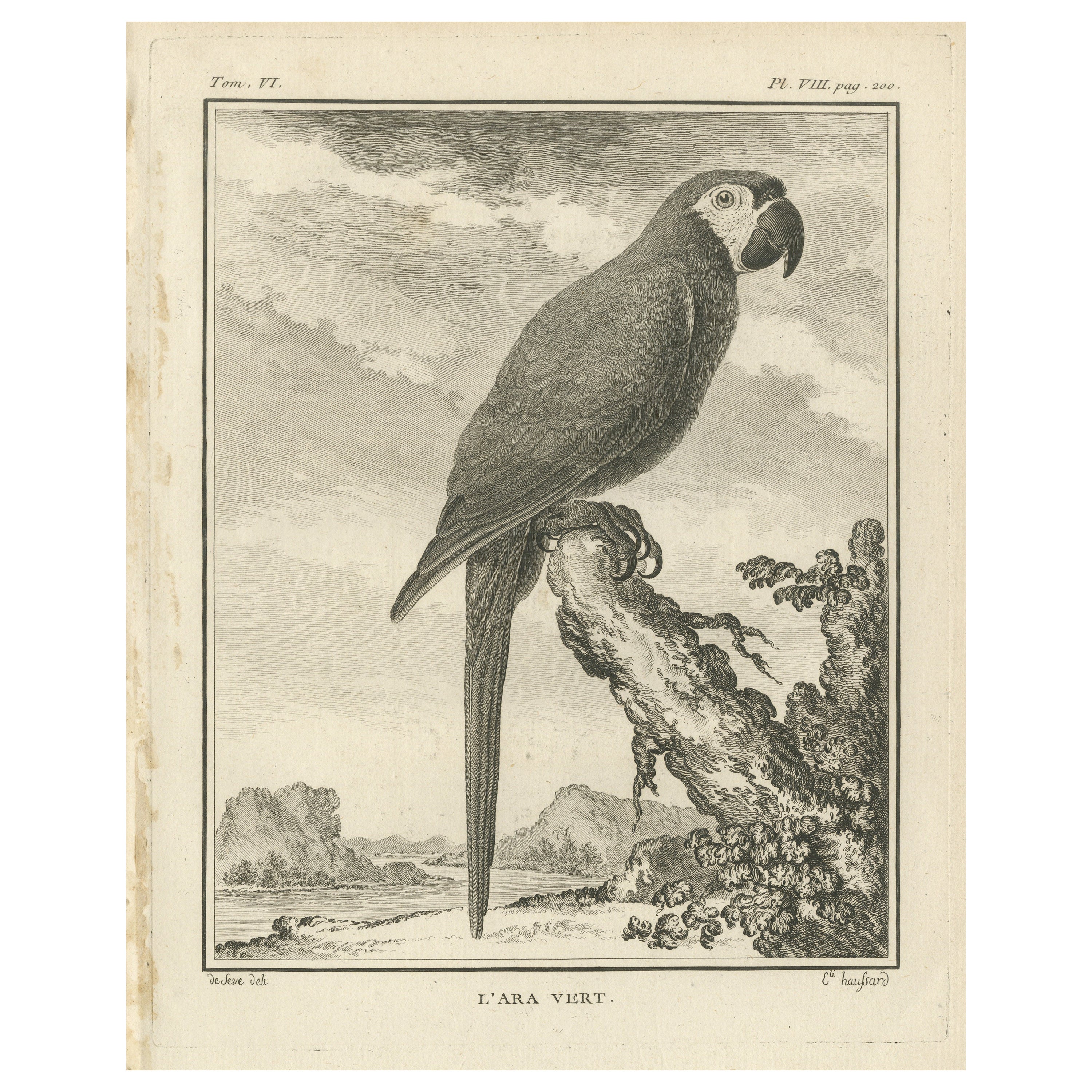 Original Antike Vogelgravur eines grünen Macaw