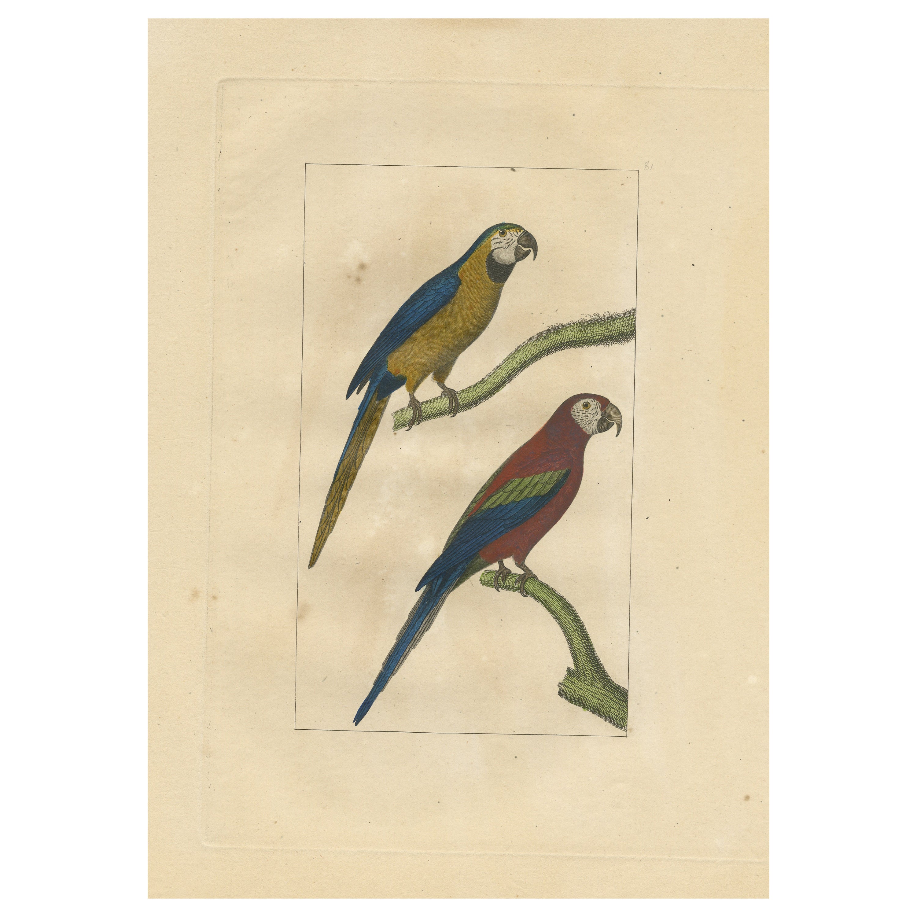 Handkolorierter antiker Vogeldruck mit Papageien