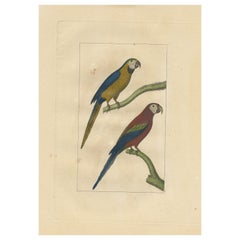 Hand Colored Antique Bird Print of Parrots