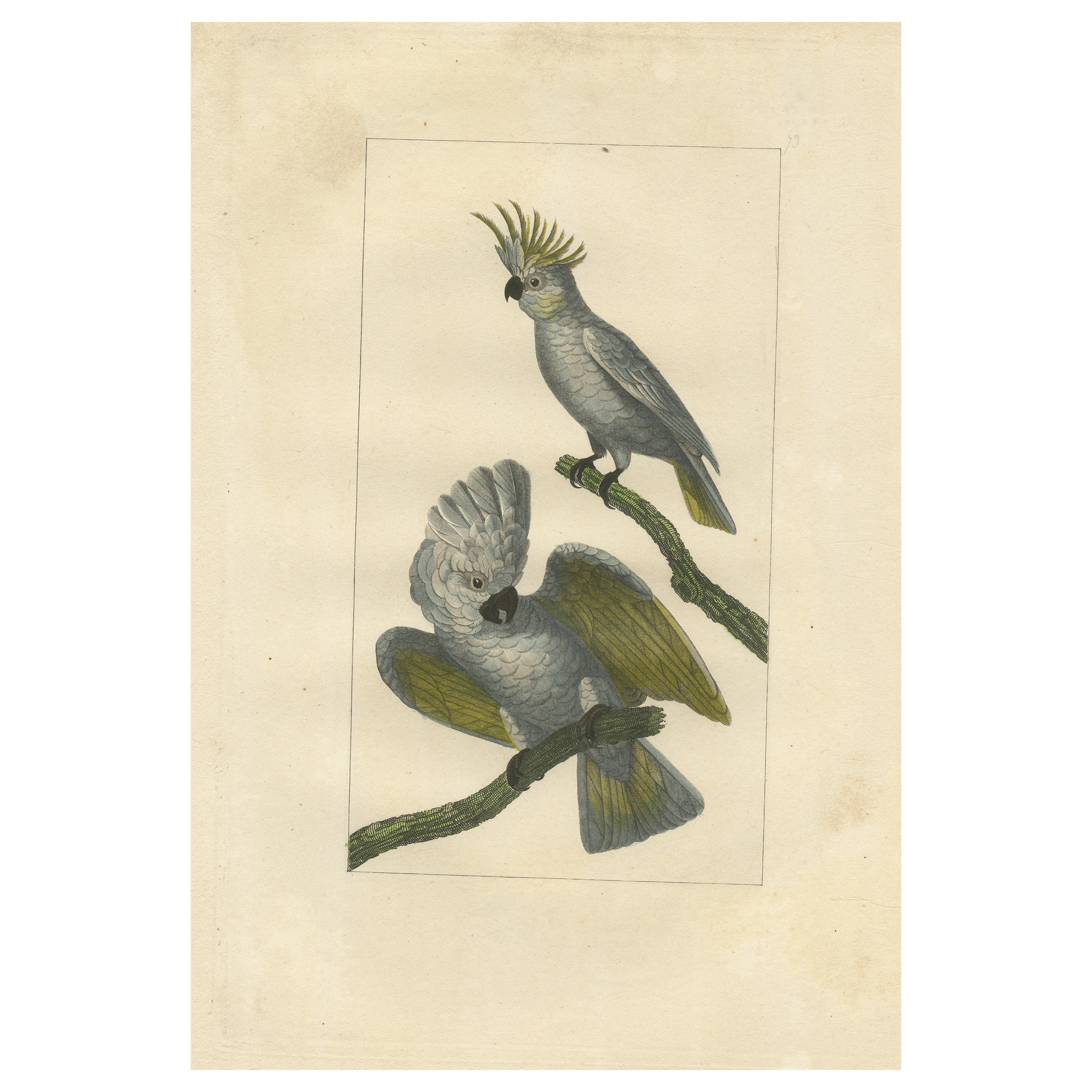 Handkolorierter antiker Vogeldruck von Cockatoos