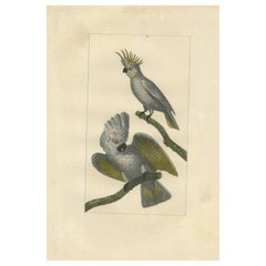 Hand Colored Antique Bird Print of Cockatoos