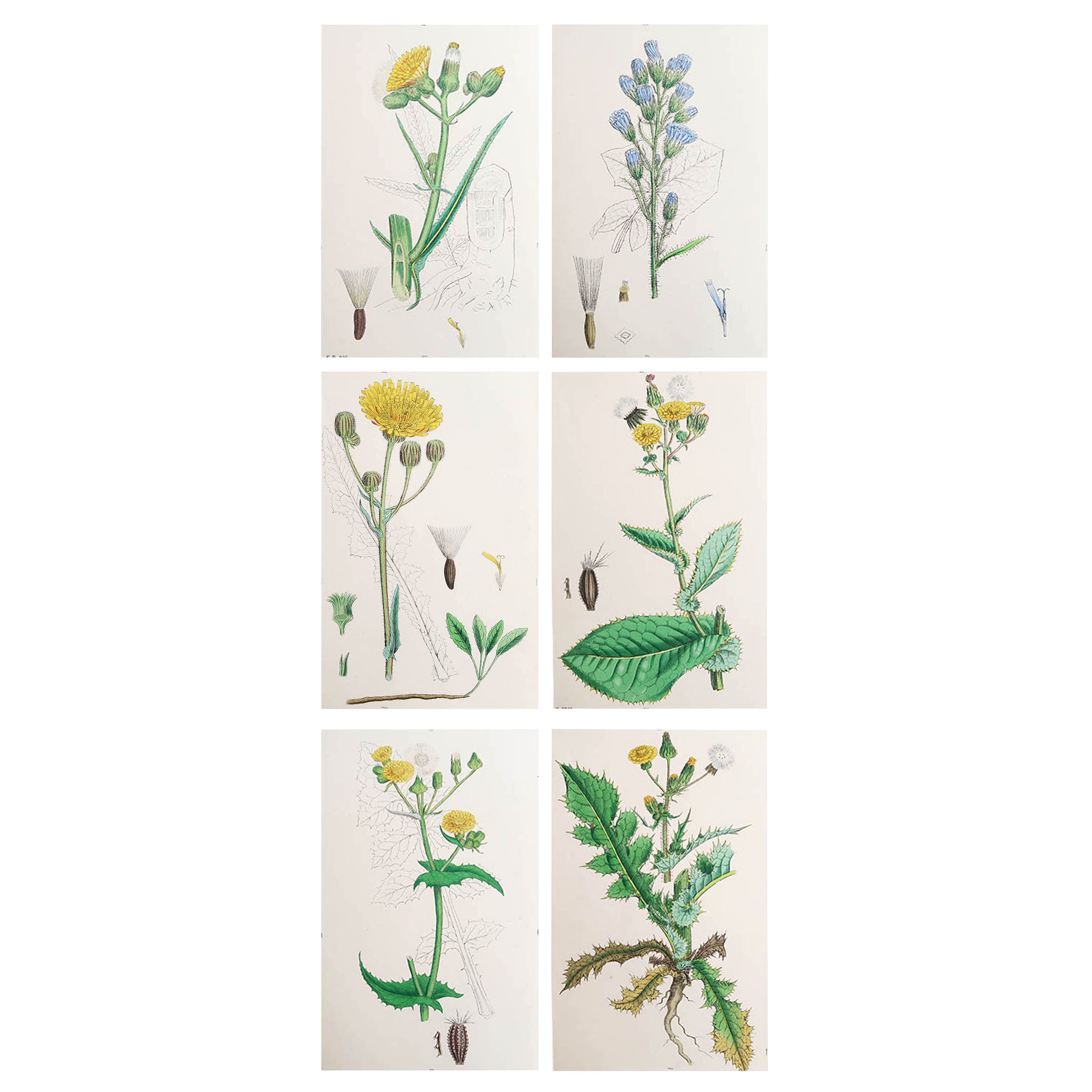 Set of 6 Original Antique Prints of Thistles, circa 1850