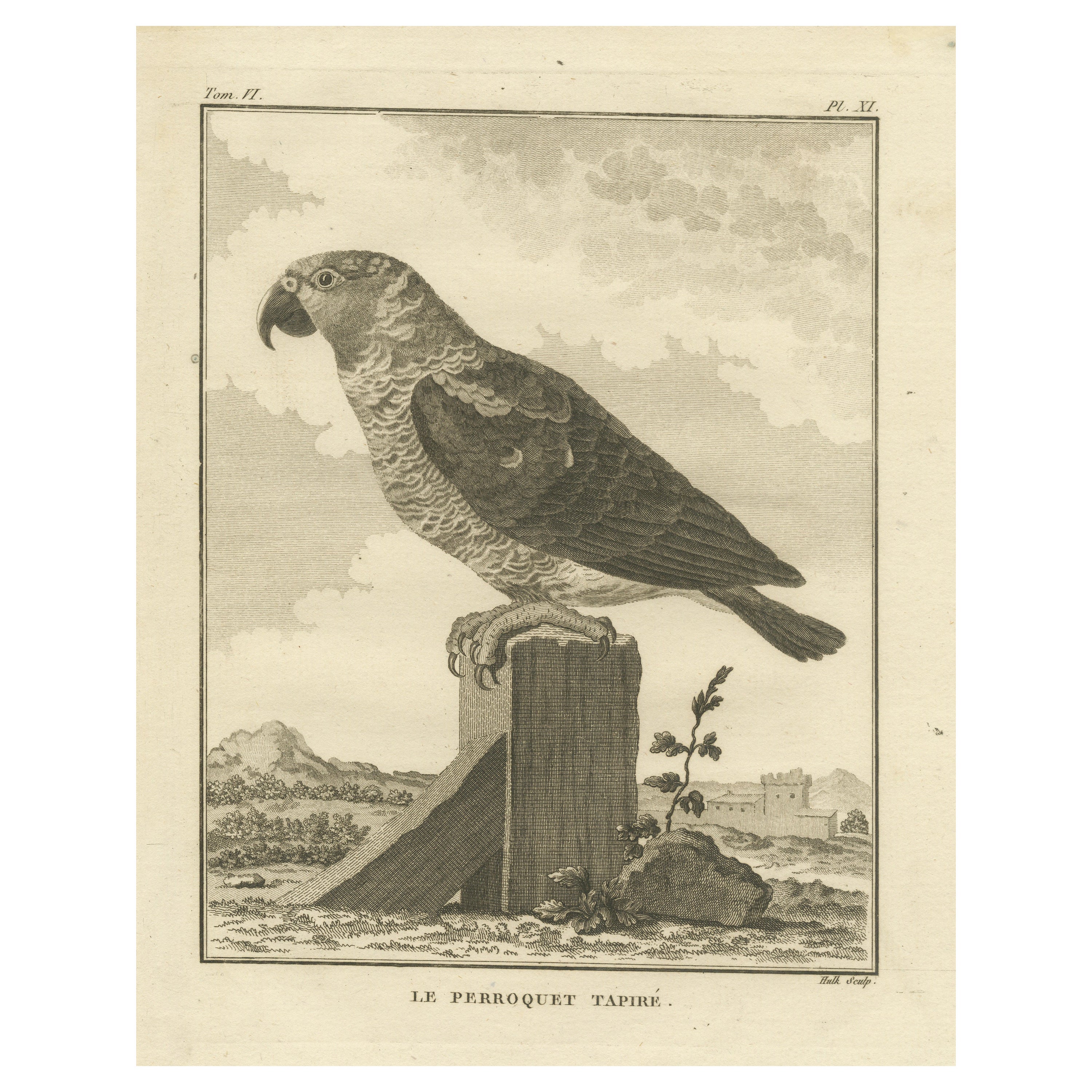 Original Antique Engraving of a Parrot Species For Sale