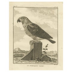 Original Antique Engraving of a Parrot Species