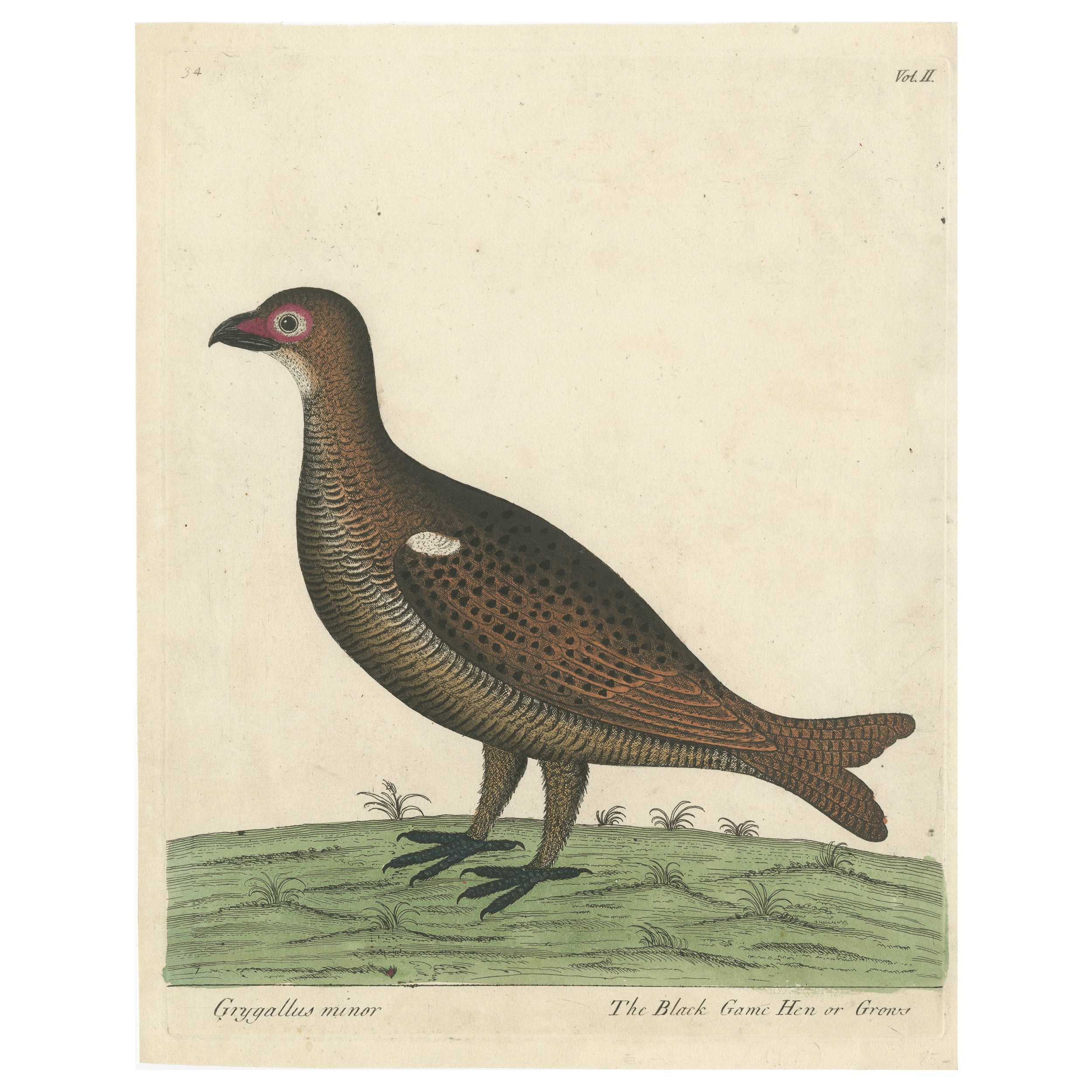 Hand Colored Antique Print of a Black Game Hen or Grouse For Sale