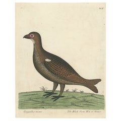 Gravure ancienne colorée à la main d'une poule gibier noire ou d'une grouse