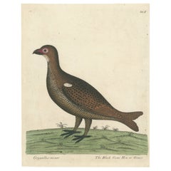 Hand Colored Antique Print of a Black Game Hen or Grouse