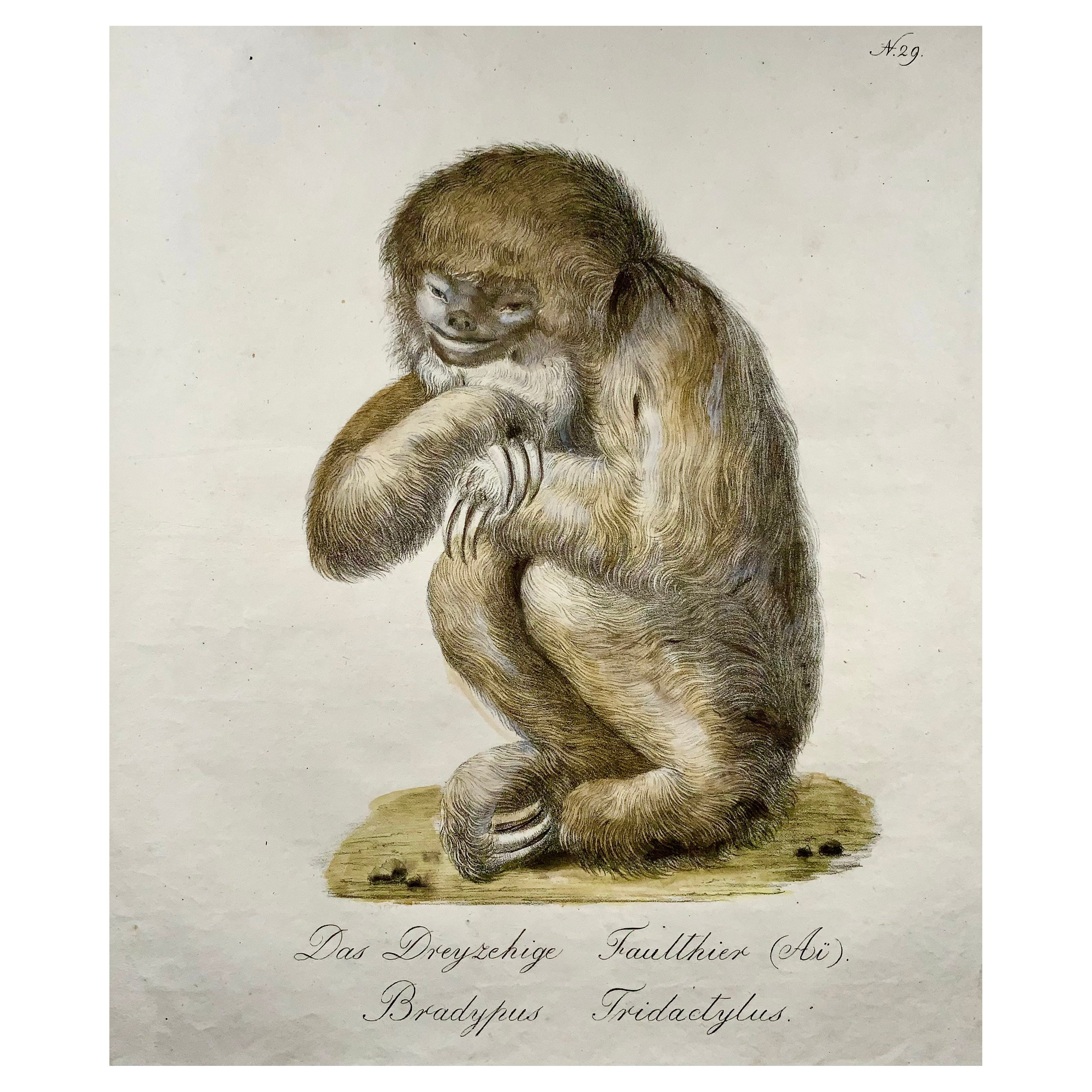 1816 Sloth, Brodtmann, Imp. Folio, Incunabula of Lithography For Sale