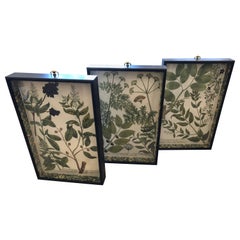 Lovely Set of 3 Vintage Botanical Prints in Handmade Shadow Boxes