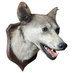 Loup indien victorien de la fin du 19ème siècle ex-musée (Canis Lupus Pallipes)