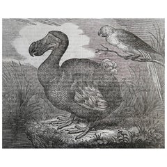 Original Antique Print of A Dodo, 1833