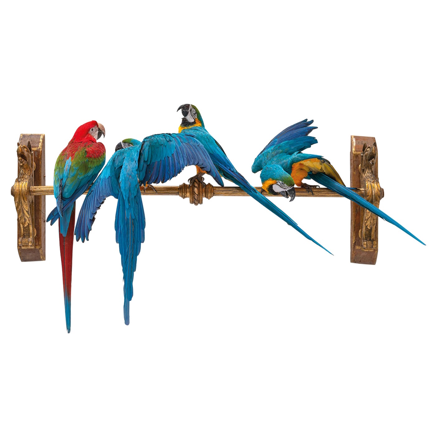 Fine Taxidermy IV Macaws on a Row by Sinke & Van Tongeren For Sale