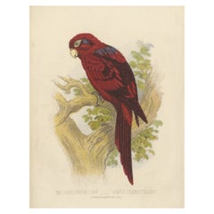 Antique Bird Print of a Blue-Streaked Lory