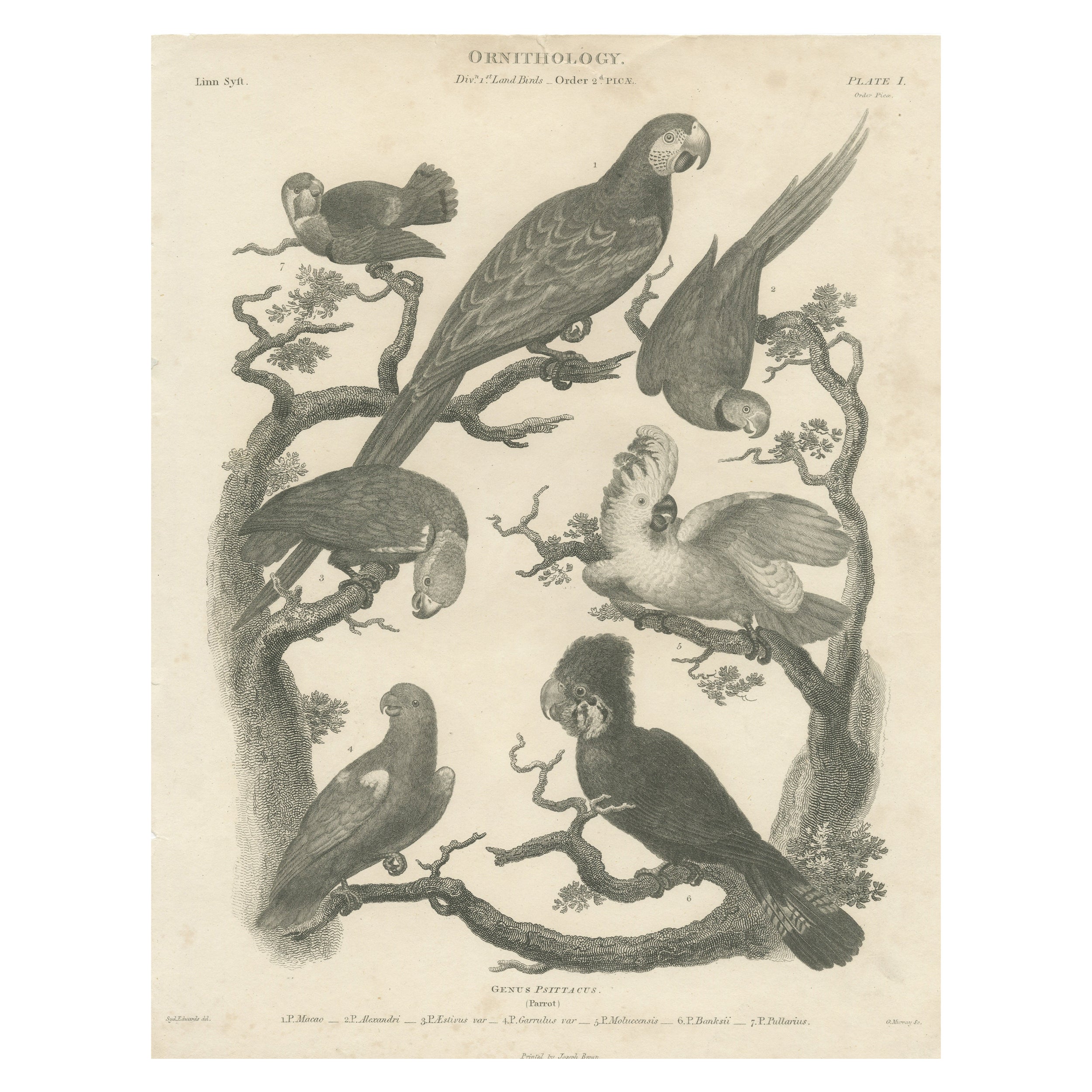 Antique Bird Print of Seven Parrots of the Order Psittaciformes For Sale
