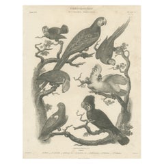 Antique Bird Print of Seven Parrots of the Order Psittaciformes