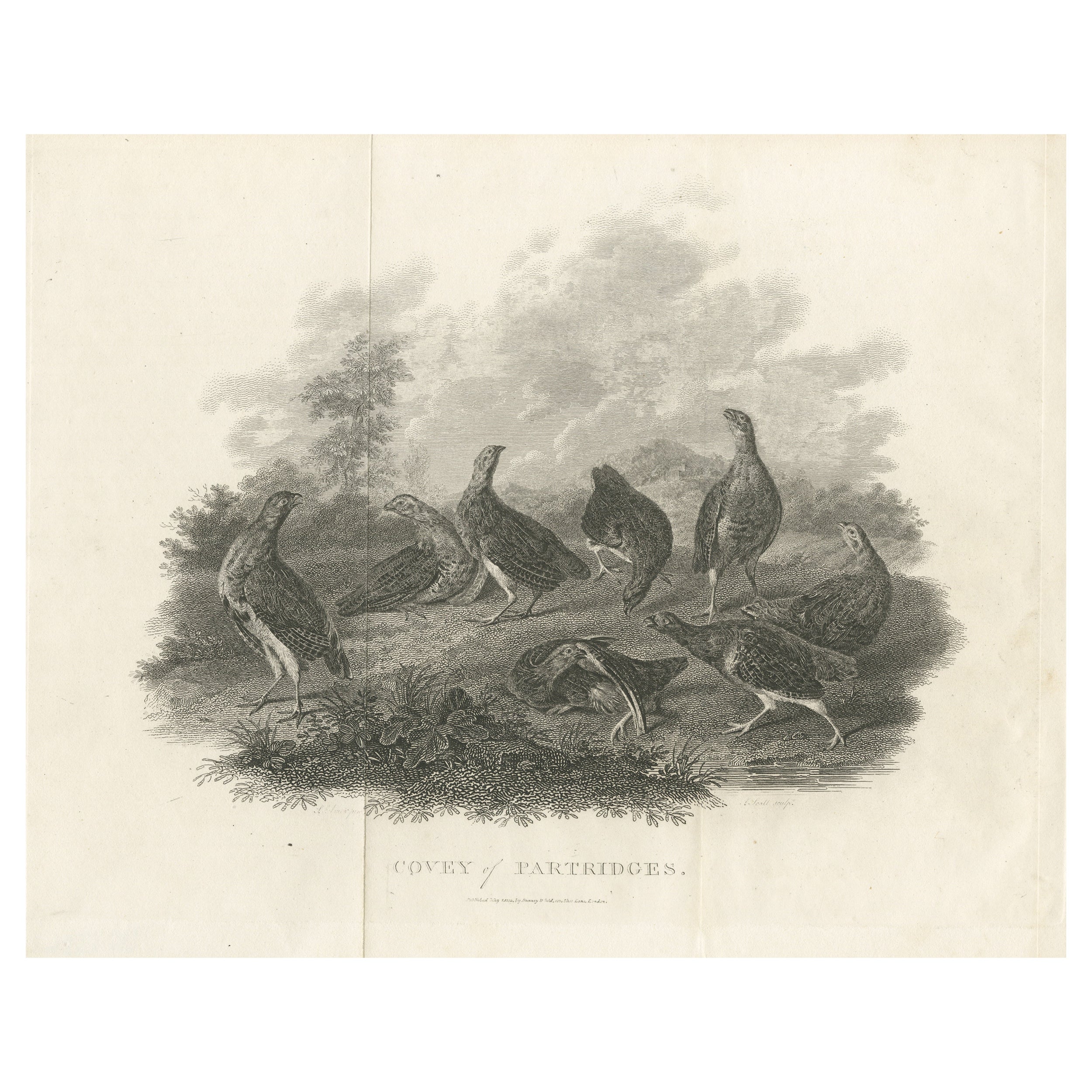 Antique Bird Print of a Covey or Small Group of Partridges For Sale