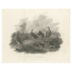 Antique Bird Print of a Covey or Small Group of Partridges