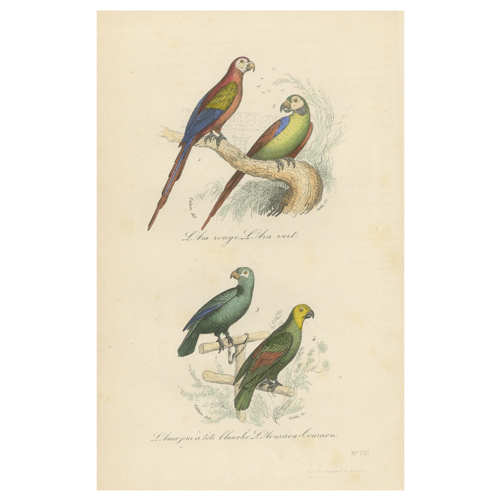 Antiker Vogeldruck des roten Macaw, des grünen Macaw und anderer Papageien im Angebot