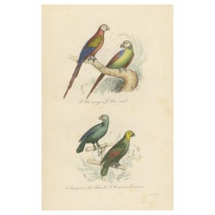 Impression ancienne d'oiseaux de Macao rouge, de Macao vert et d'autres perroquets
