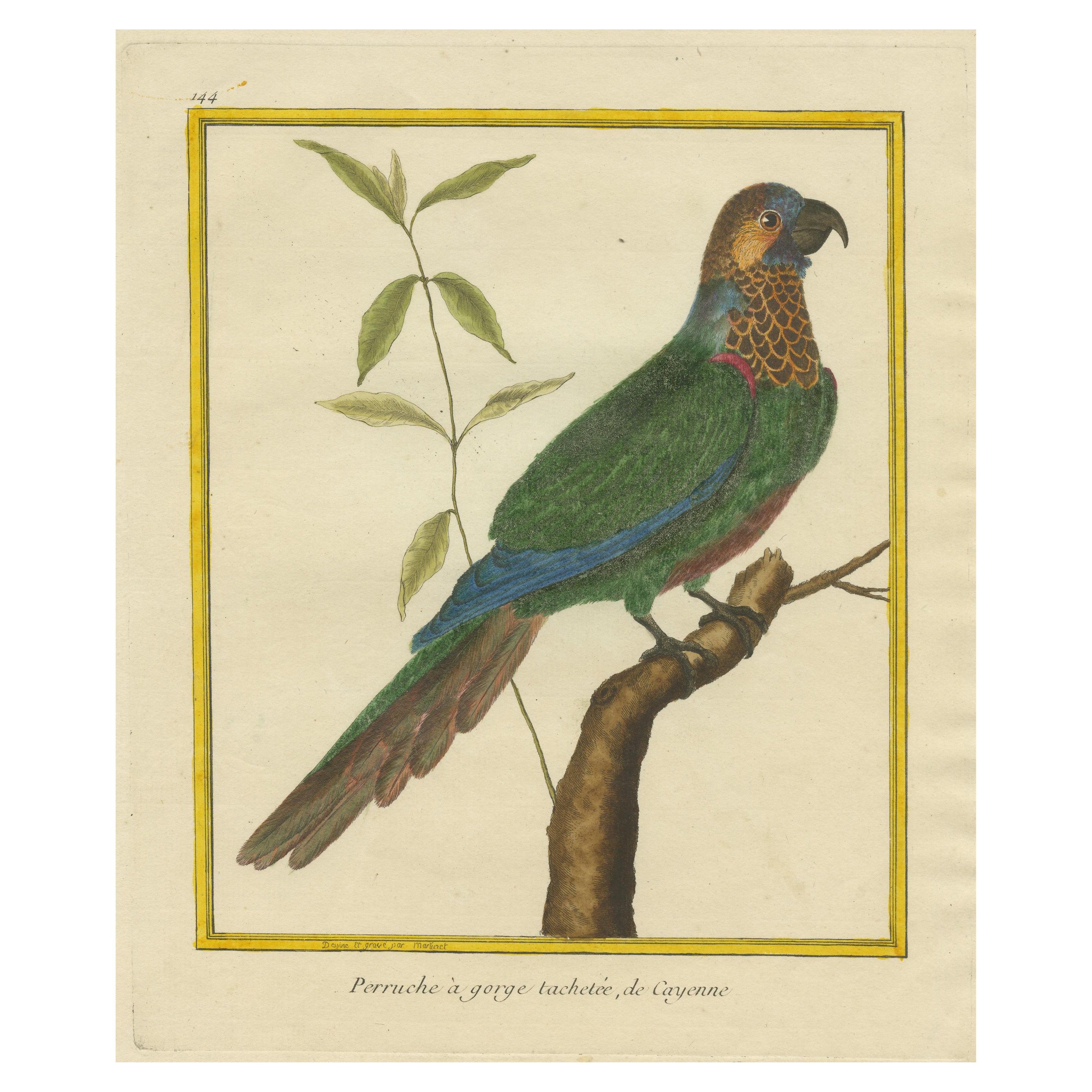 Antique Hand Colored Engraving of a Brown-Throated Parakeet