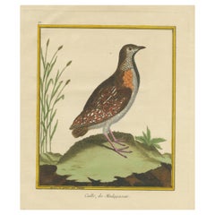 Gravure ancienne colorée à la main d'un oiseau en forme de boutonquail de Madagascar