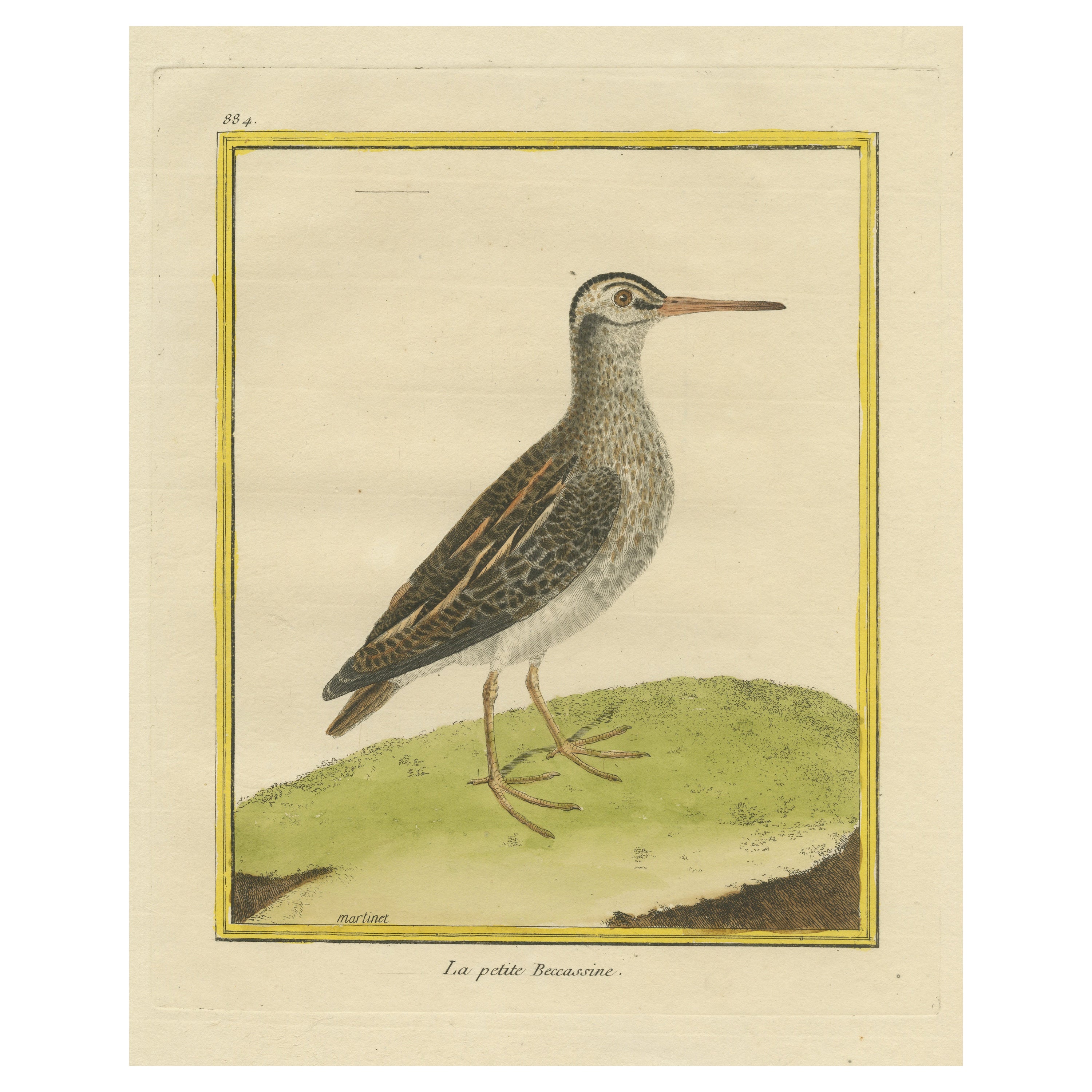 Antique Hand Colored Engraving of a Small Snipe Bird For Sale