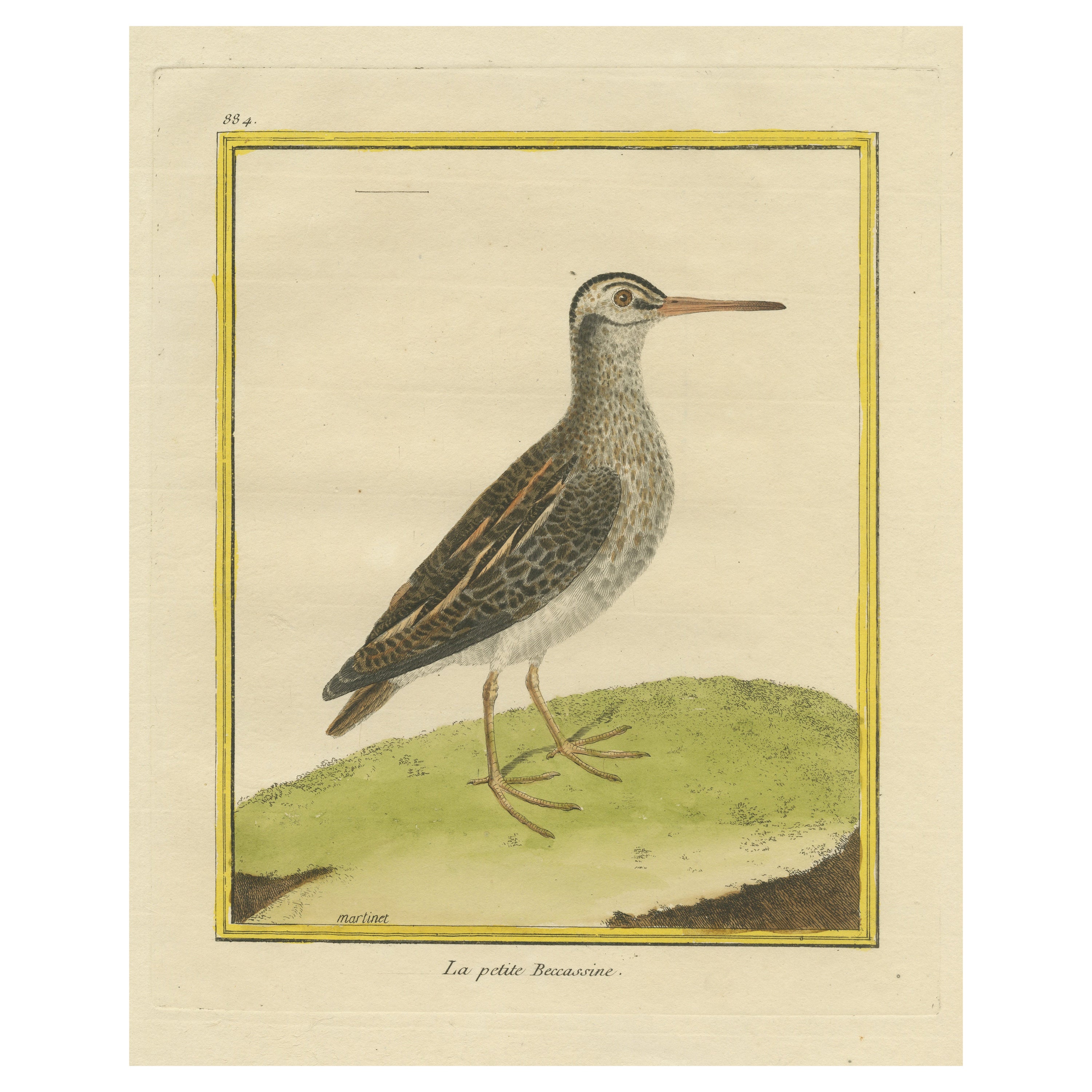 Gravure ancienne colorée à la main d'un petit oiseau en forme de couteau