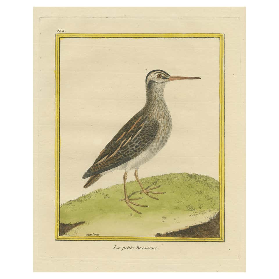 Antique 1837 Hand Colored Engravings, Set of 4 For Sale at 1stDibs