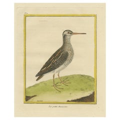 Antique Hand Colored Engraving of a Small Snipe Bird