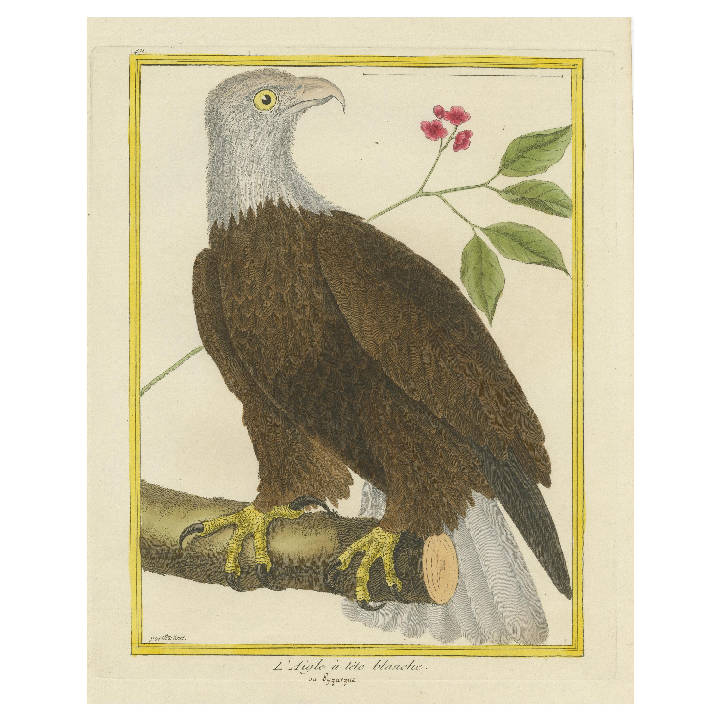 Antique Hand Colored Engraving of a Bald Eagle