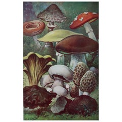 Original Vintage Print of Mushrooms, circa.1900