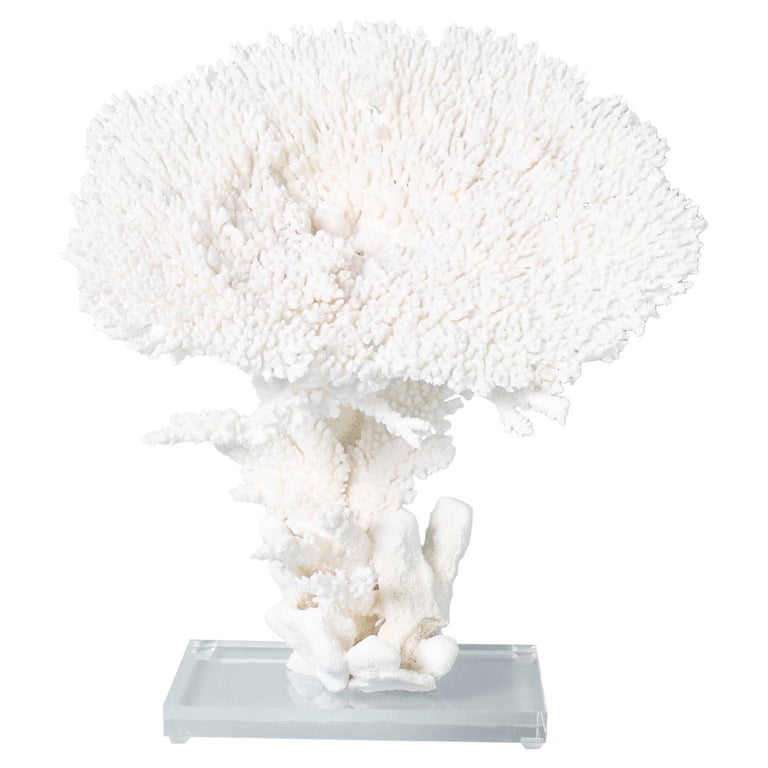 Große weiße Korallen-Skulptur auf Lucite im Angebot bei 1stDibs