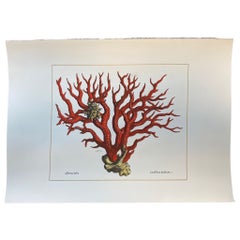 Italienischer Contemporary Hand Painted Print Albertus Seba "Corallium Rubrum", 1 von 5