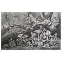 Original Antique Botanical Print- Mushrooms, circa 1850