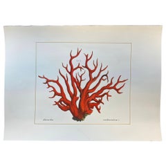 Italienische Contemporary Hand Painted Print Albertus Seba "Corallium Rubrum", 2 von 5