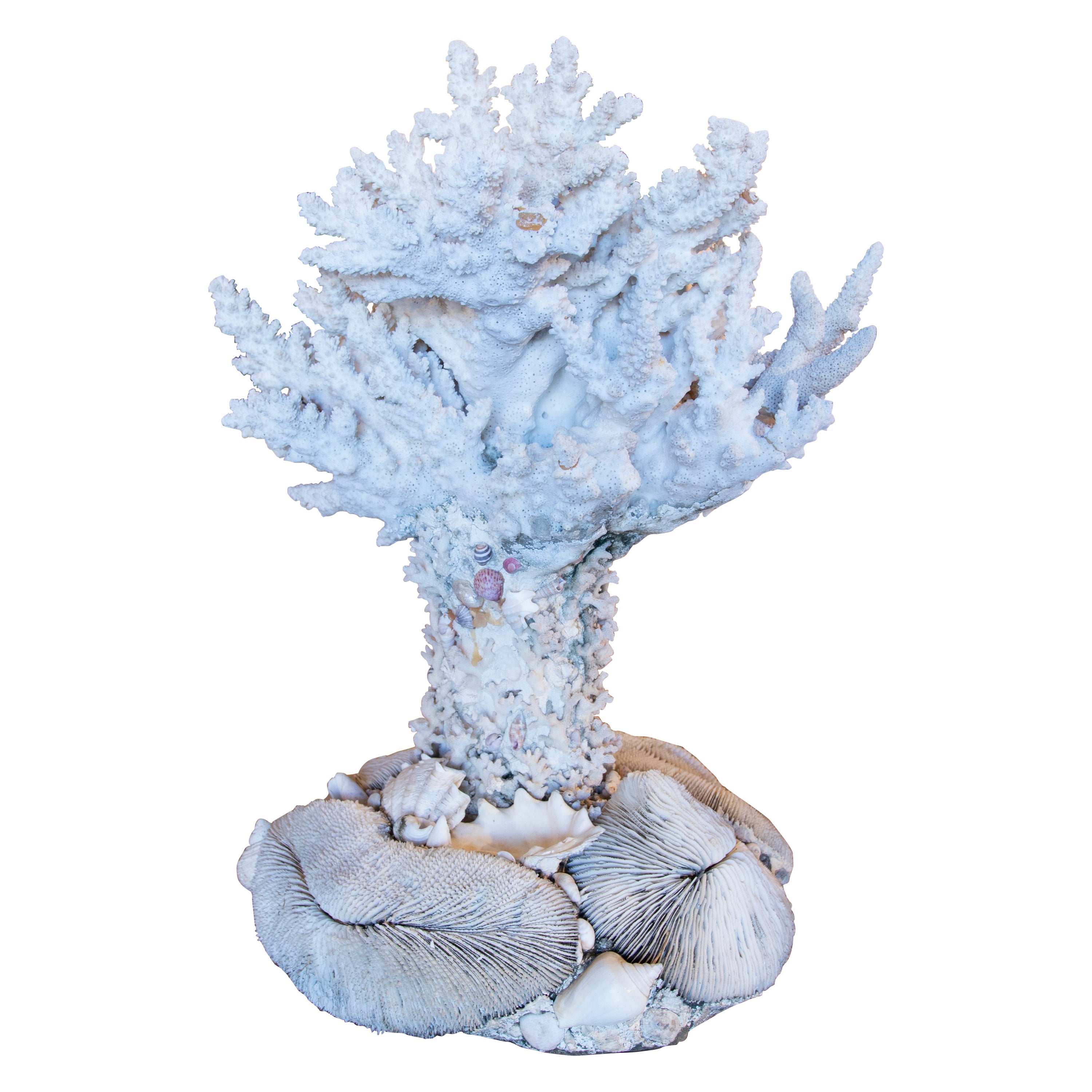 1950s Sculpture Made of Corals and Shells For Sale