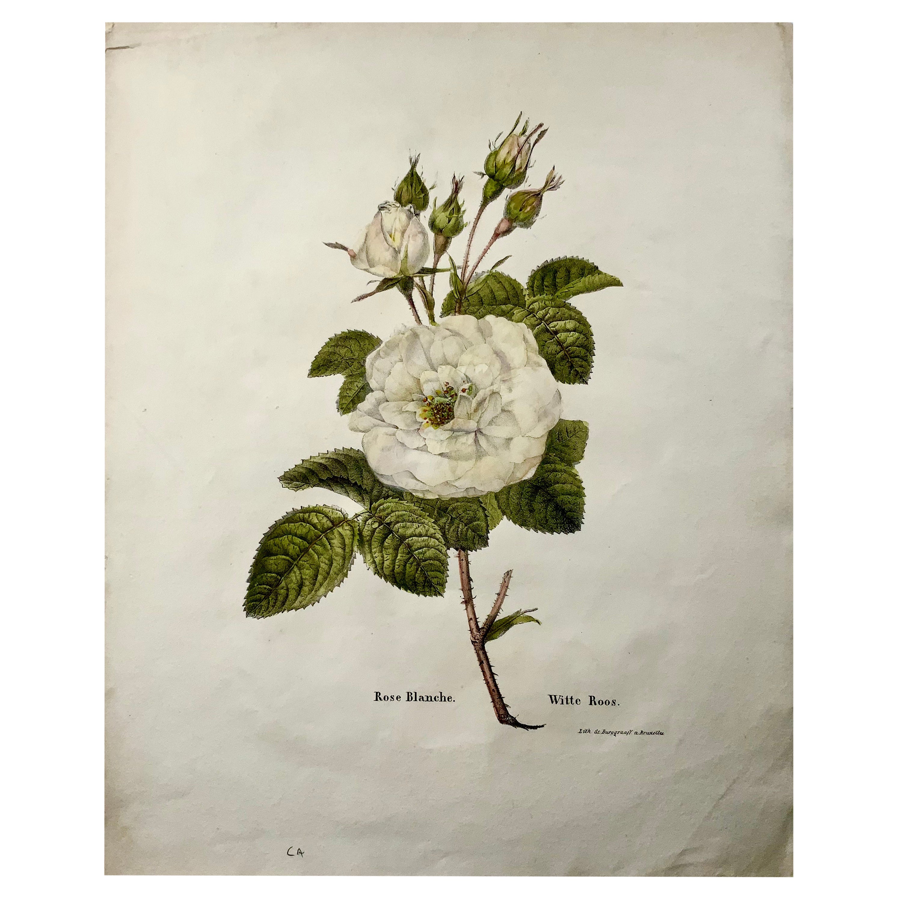 Lithographie de rose blanche 1820 c, folio de pierre par Burggraaf avec couleur à la main