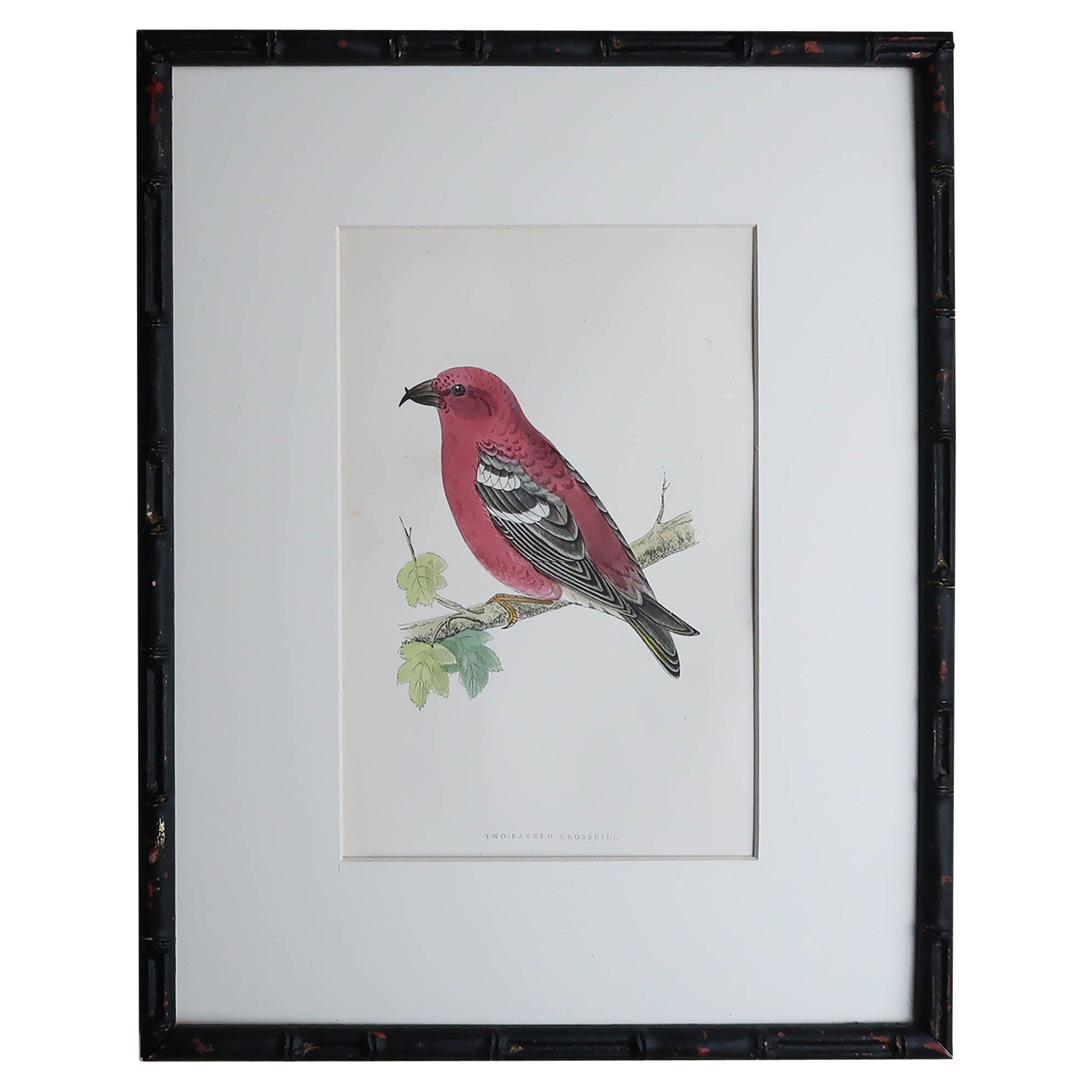 Original Antique Print of a Crossbill in an Ebonized Faux Bamboo Frame For Sale