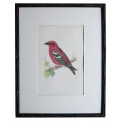 Original Antique Print of a Crossbill in an Ebonized Faux Bamboo Frame