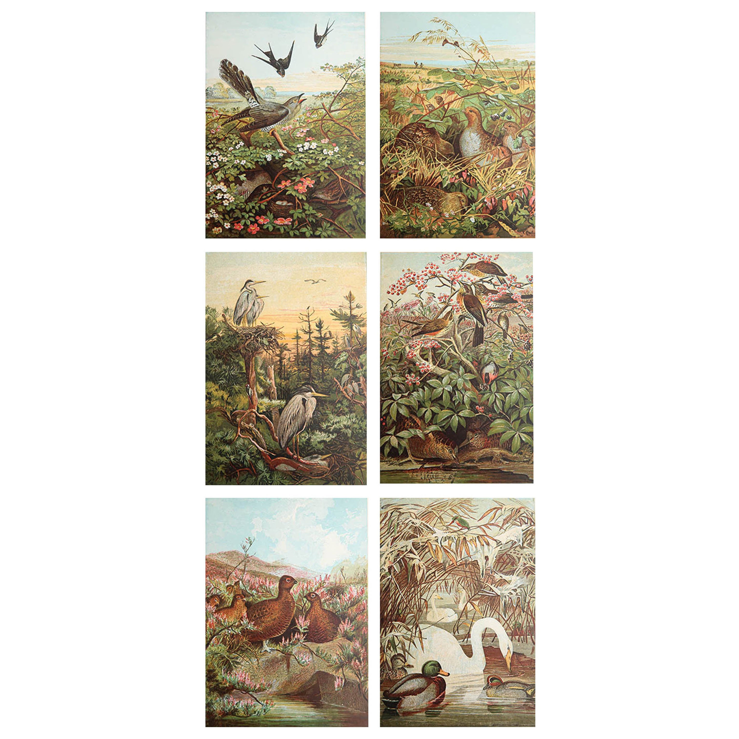 Ensemble de 6 tirages originaux d'antiquités d'oiseaux, vers 1880