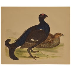 Antique Hand Colored Bird Plates by Beverly Robinson Morris, 1855